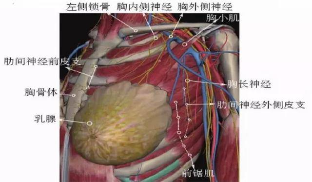 前胸壁神經分佈肋間神經走行示意圖胸部神經解剖術後:住院期間積極