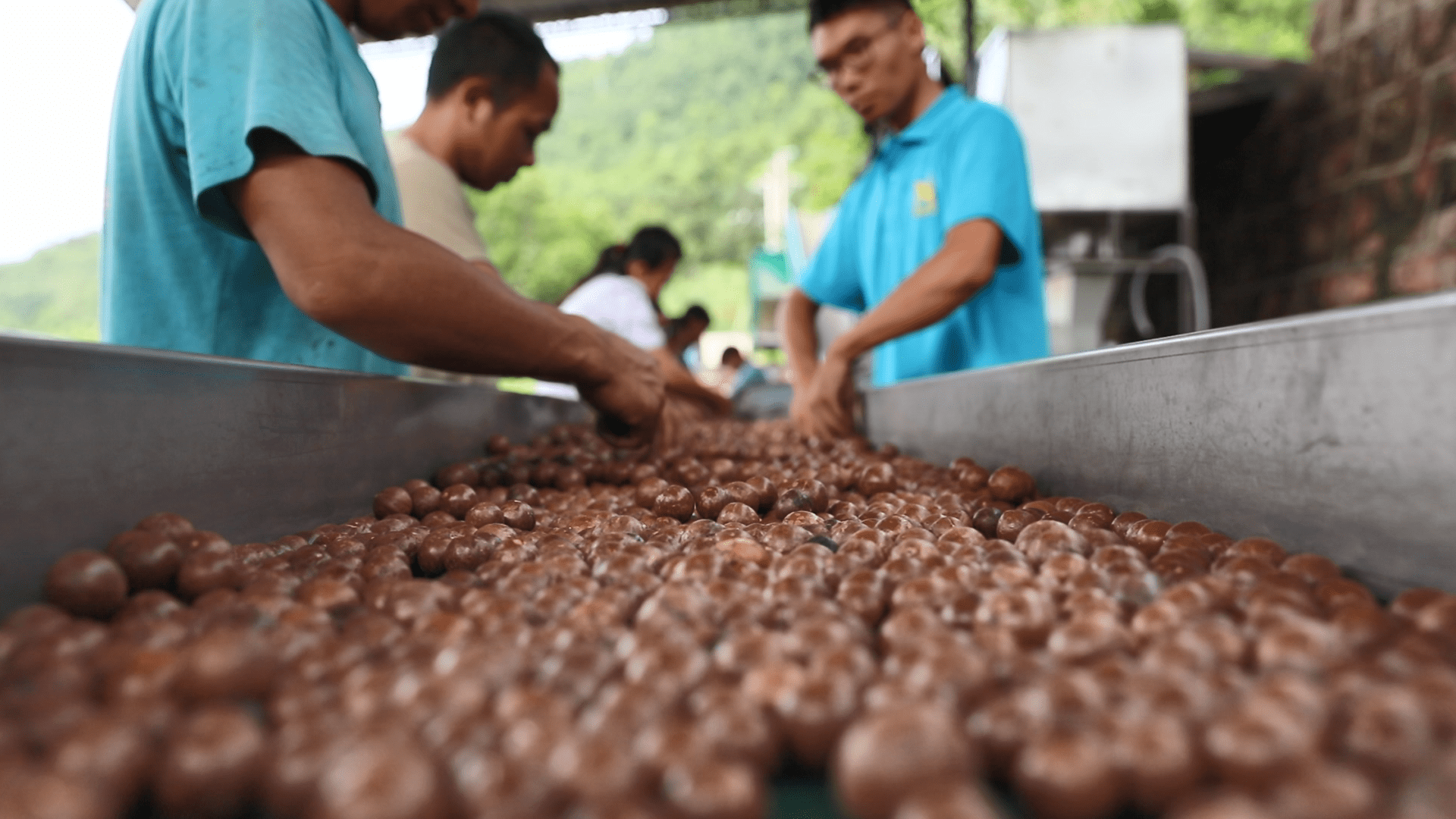 临沧成为世界最大澳洲坚果种植基地.