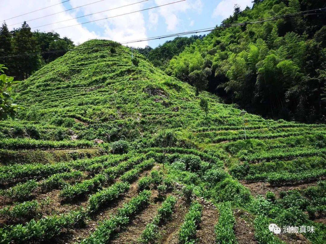 太平猴魁茶中君子