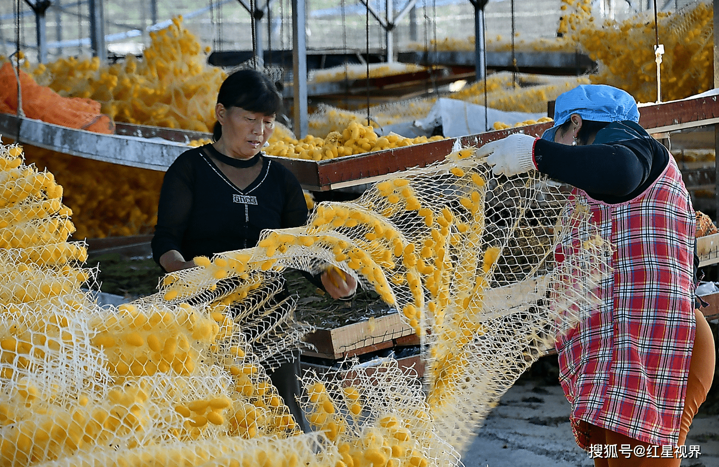 黄金蚕宝宝王皓的致富宝