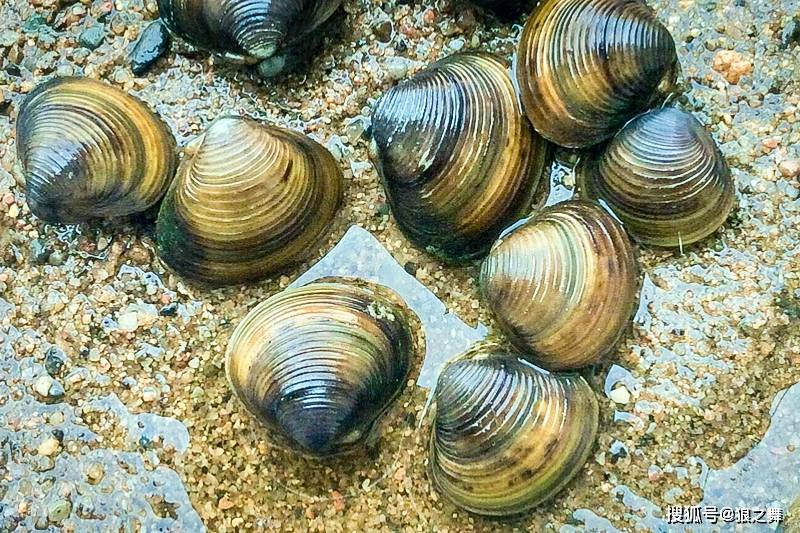 5年长不到3厘米,钙锌含量却极高,人称"河蚬",别再忽视