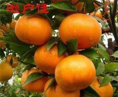 濑户佳柑橘品种介绍