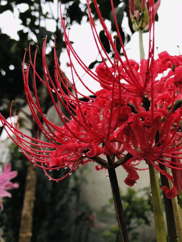 传说中的彼岸花,有个球茎就能养,开花时美到窒息,璀璨夺目