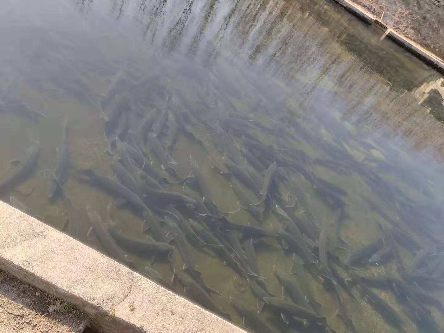 最古老的淡水鱼如今上了黑名单养殖户赔得啥也没剩下