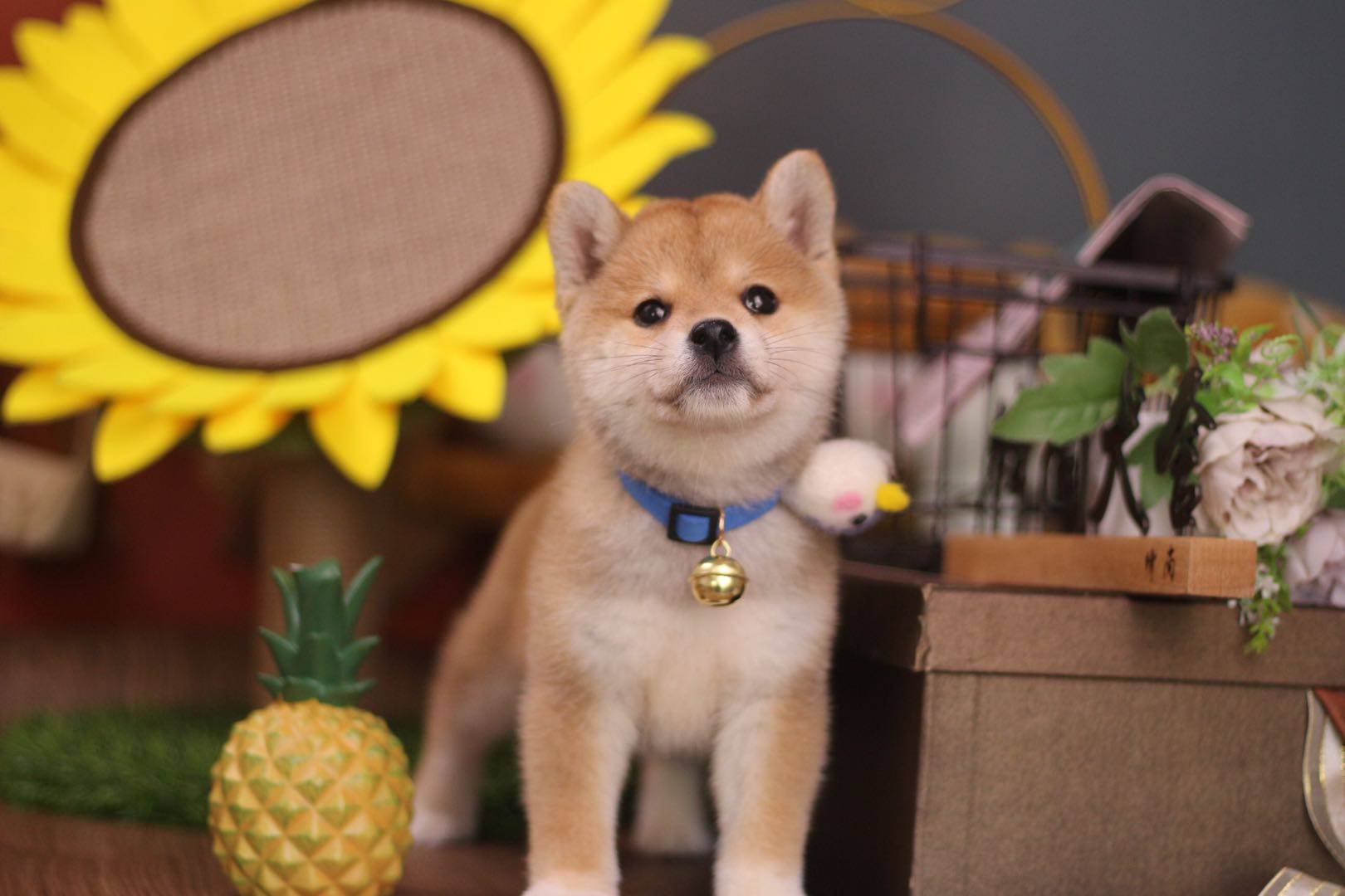 向往的生活小h,到底是什么品种?土狗or柴犬?