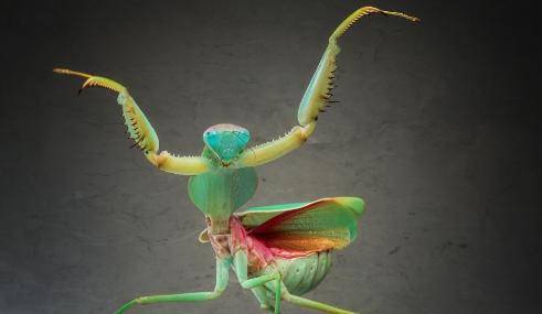 远古螳螂图片