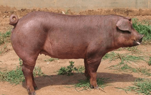 猪战斗力为零为何在进化中没有灭绝那是你不知道它的祖先