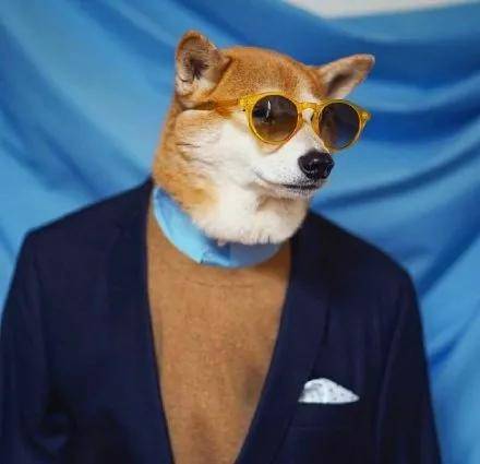 犬界超模bodhi真是太cool67了