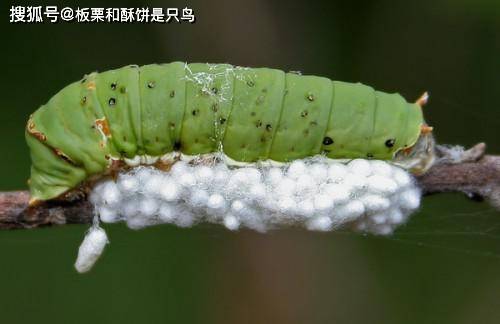 吃掉人家的身体,控制人家的思想,僵尸毛虫的形成过程太过诡异