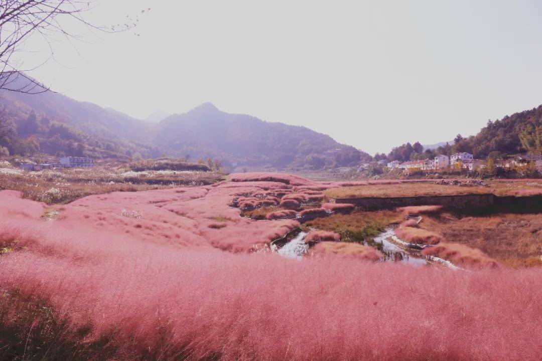 霍山花海旅游景点图片