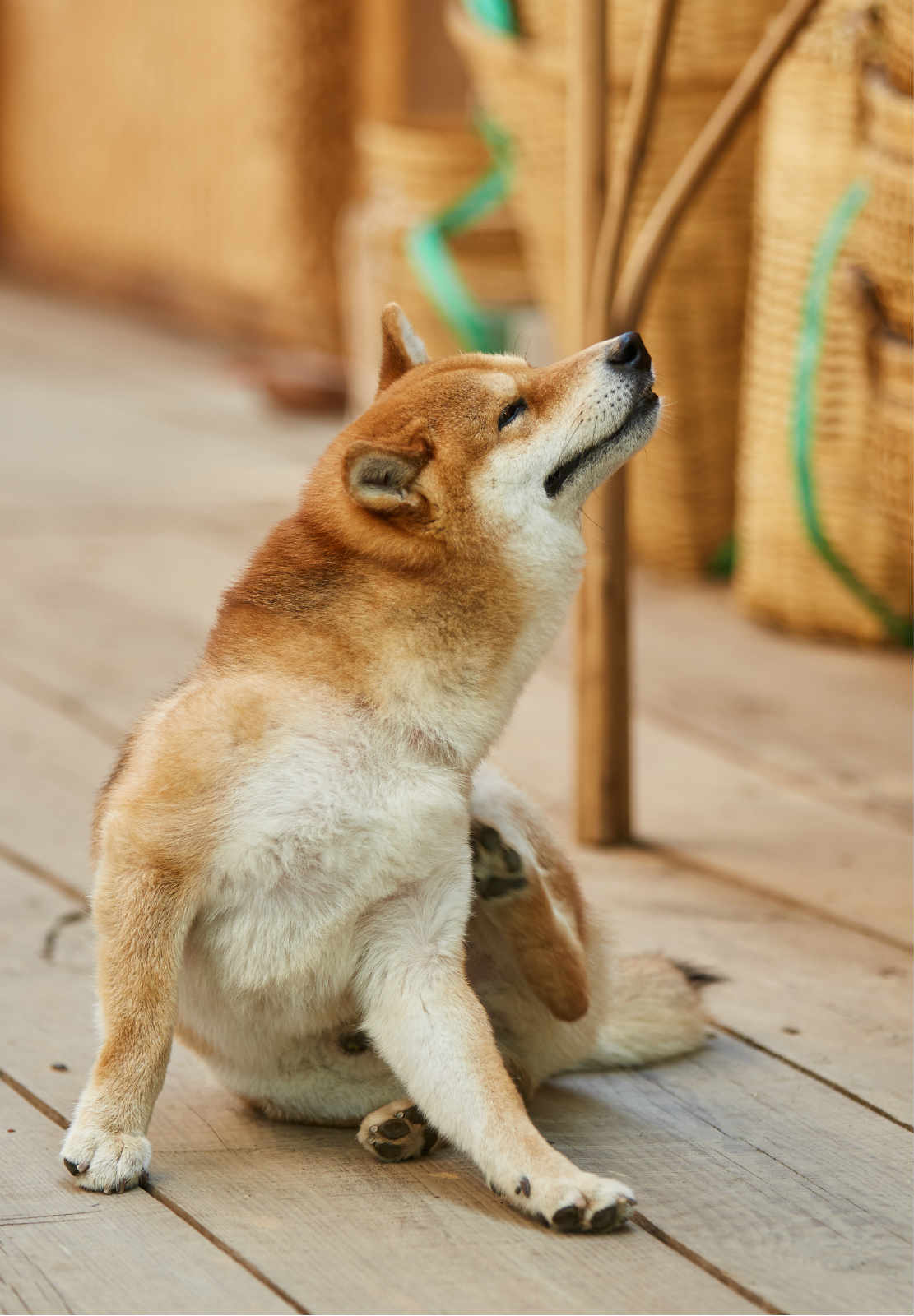 柠檬了!王思聪的狗开店,小h"顶流",一代社畜不如宠物