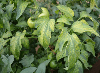 如何提高番茄品質_就用葆力素——雲南天穗農業_手機搜狐網