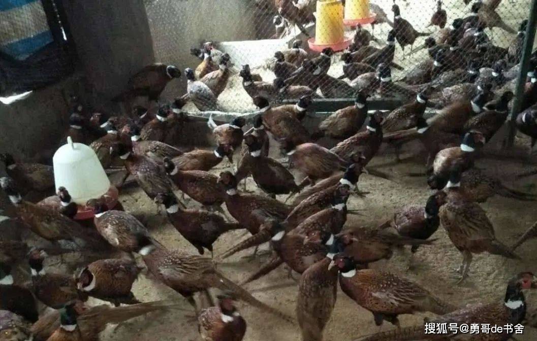 去年还很火爆,如今成了黑名单,有人借钱投资,天天睡不着_野鸡