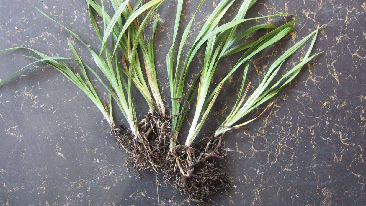 原创养花重点在于养根怎么养出白壮根系这几点要做好