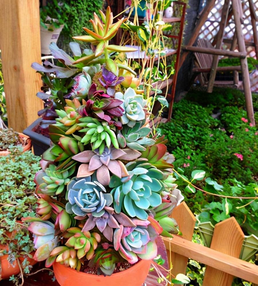 养多肉有诀窍入秋记住养护方法每一盆都是小胖子