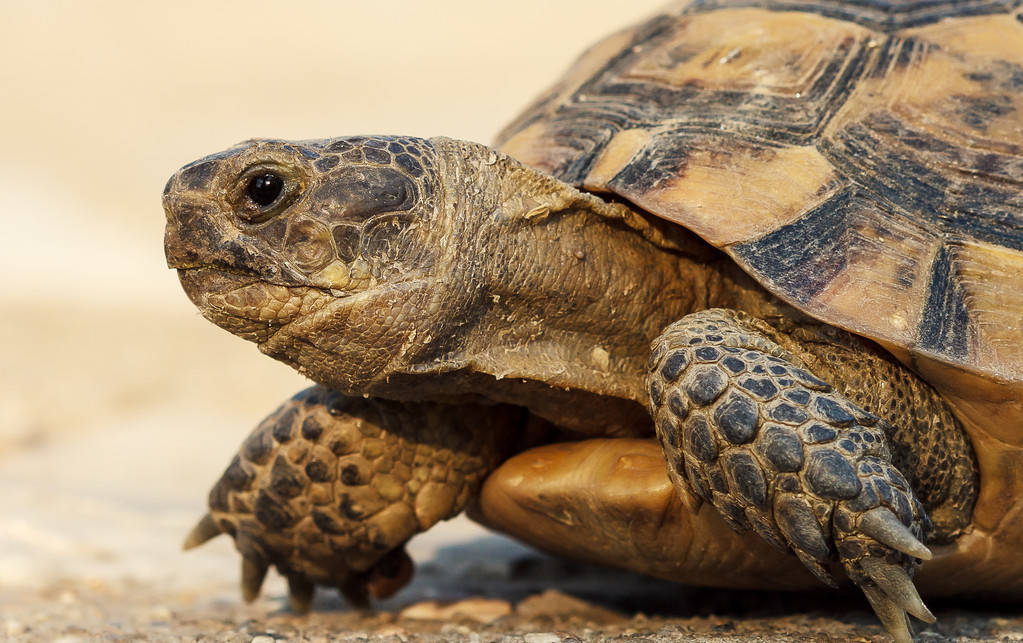 这只赫曼陆龟121岁了,至今最长寿的宠物非它莫属
