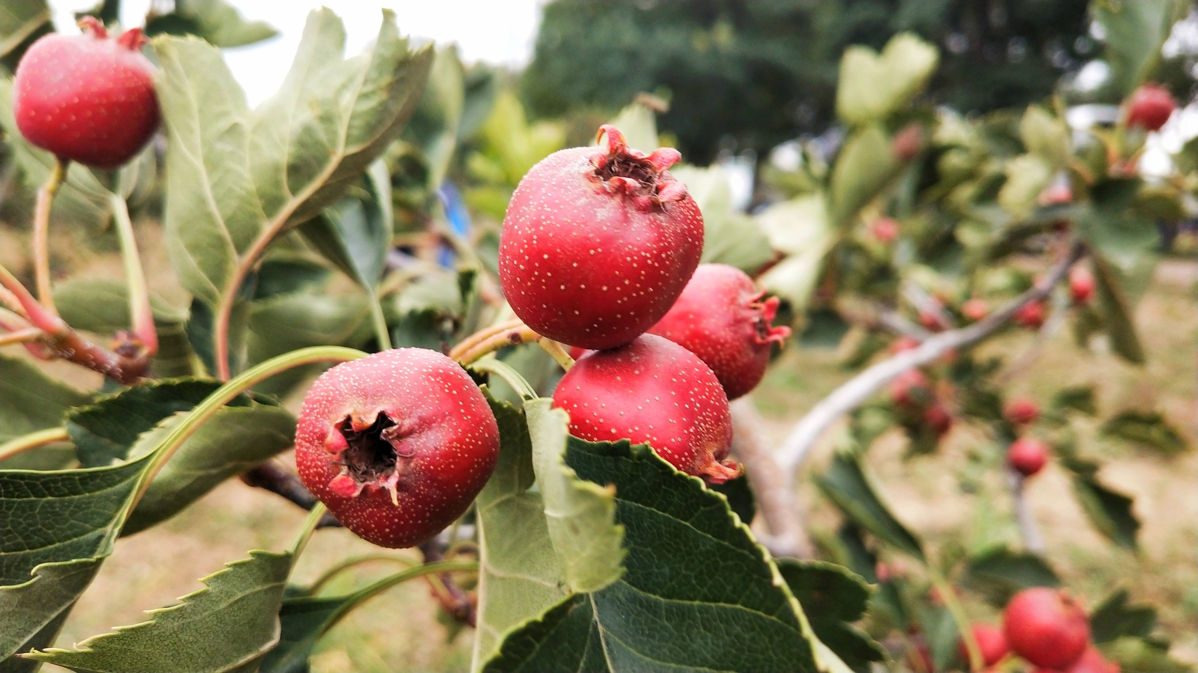 网络达人浪固原第8季大红果子来扎根三营镇甘沟村书新章