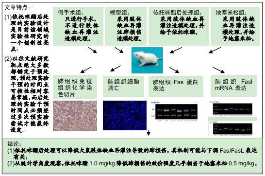 依託咪酯後處理肢體缺血再灌注肺損傷模型大鼠fas/fasl通路的變化