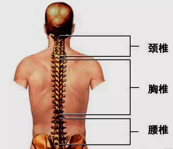 胸十二椎体位置图片图片