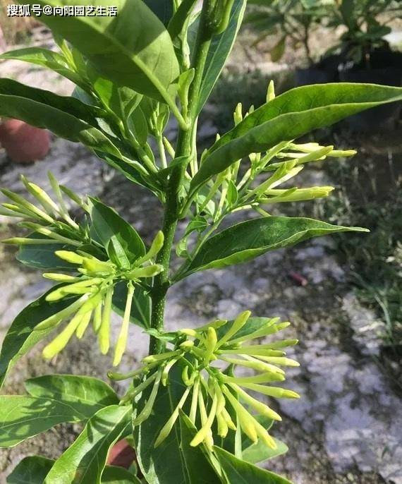 這種植物真神奇,夜間開花,花香味很濃郁,養過的花友都說好_夜來香