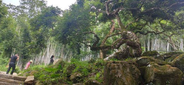 增城的小楼邓山:千亩百年乌榄树,梯田美景乡居乐