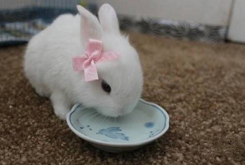 兔子烂嘴巴的原因