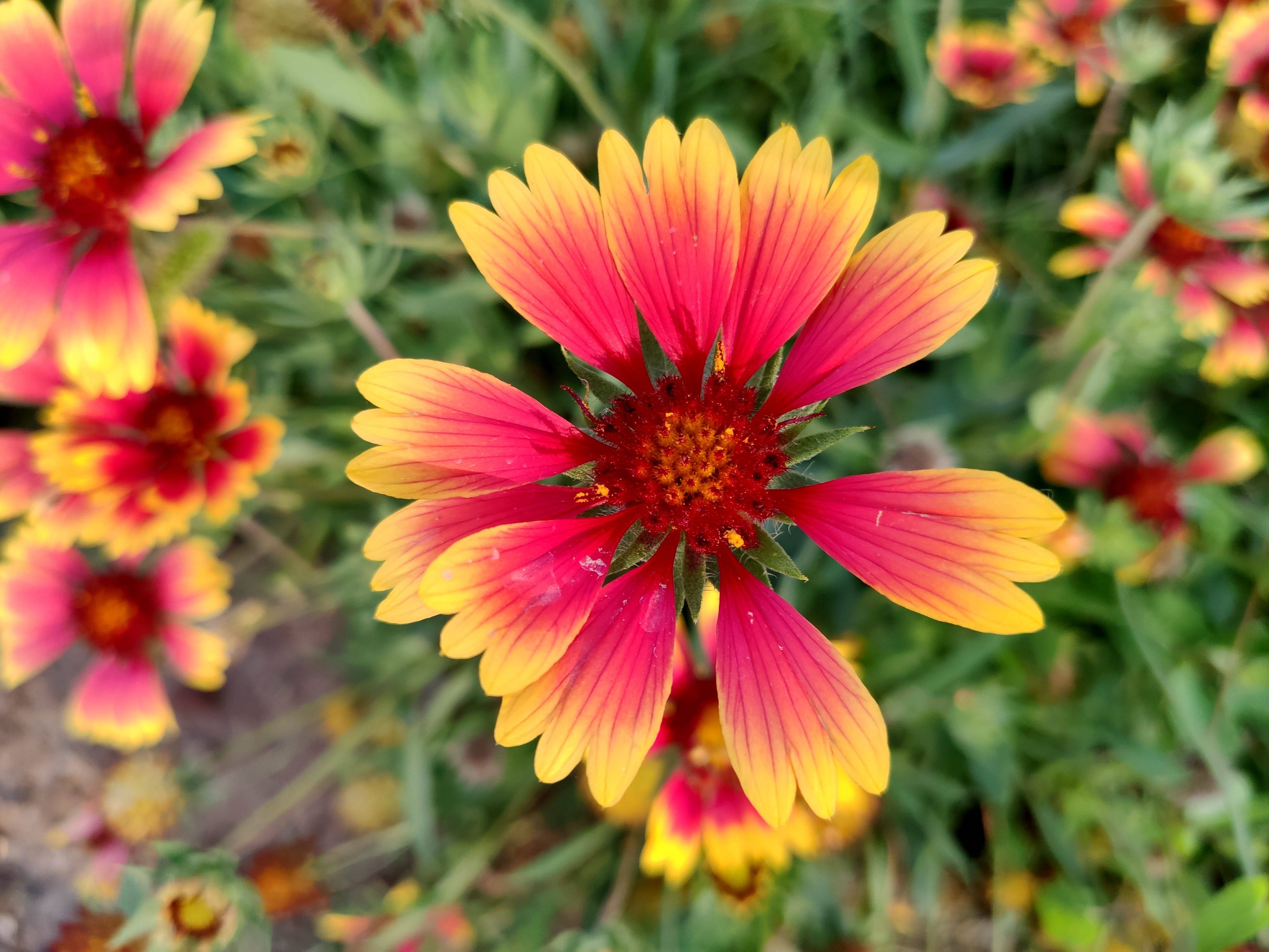 米9手机记录的漂亮花卉矢车天人菊