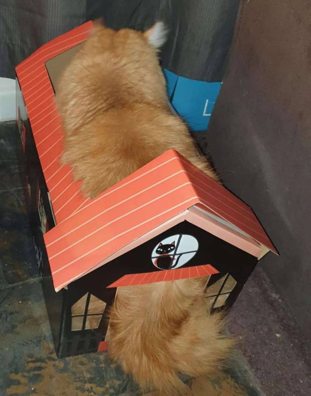 主人给猫咪买了个纸盒玩具结果这橘猫太胖明明钻不进还非要玩