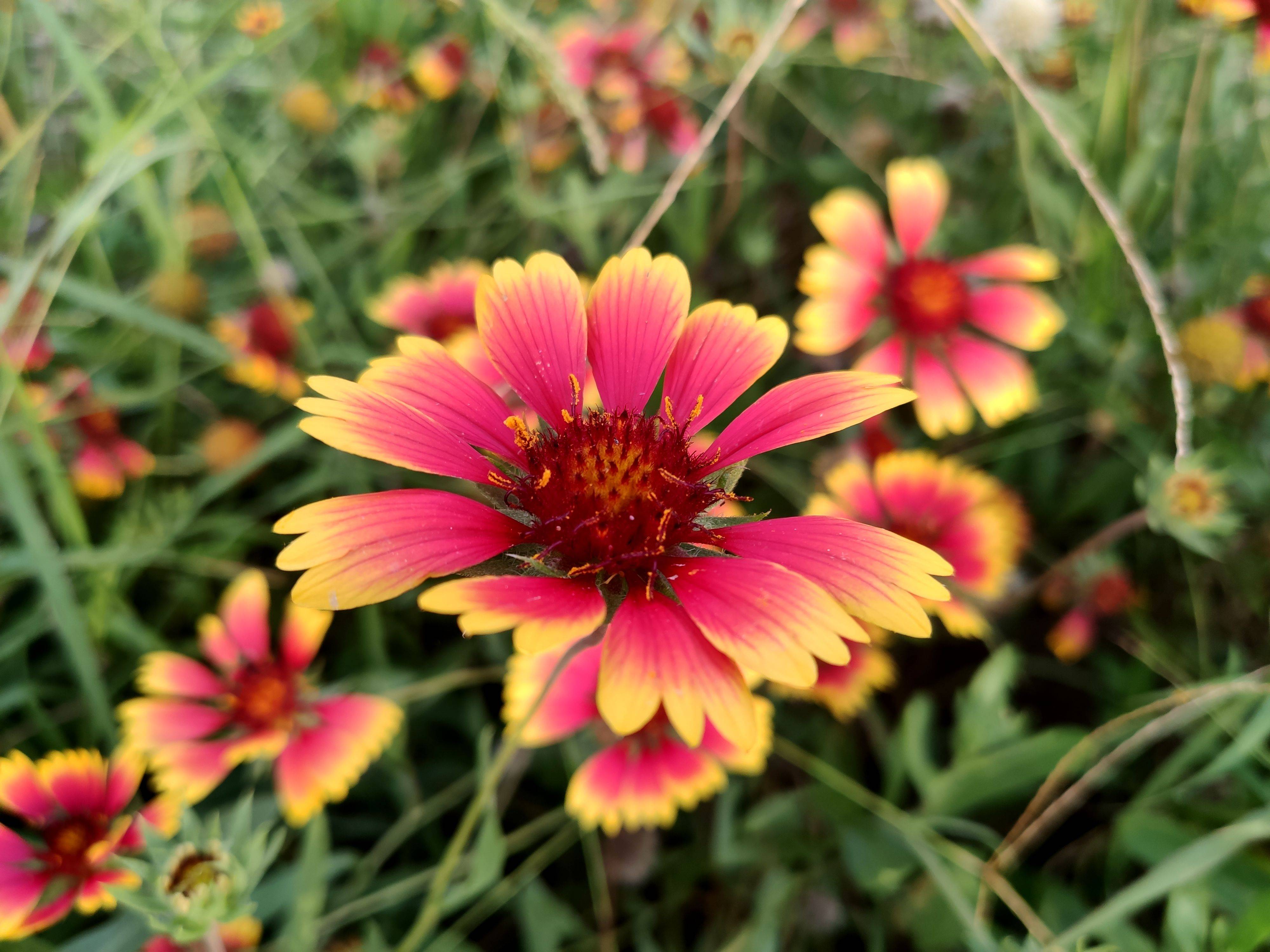 米9手机记录的漂亮花卉矢车天人菊