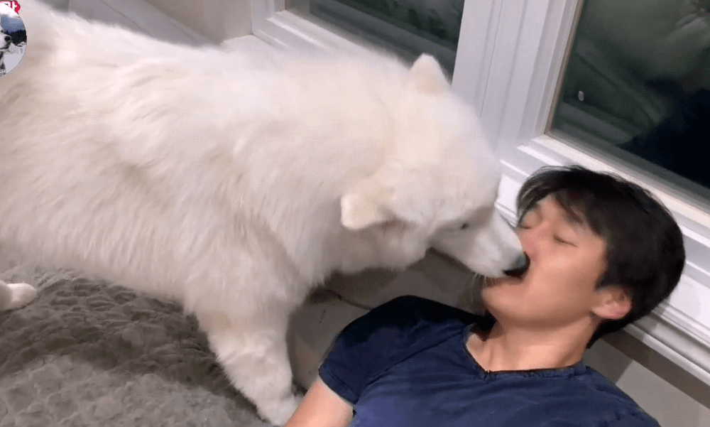 主人悲伤"哭泣",大白狗化身暖男,这狗真是没有白养啊