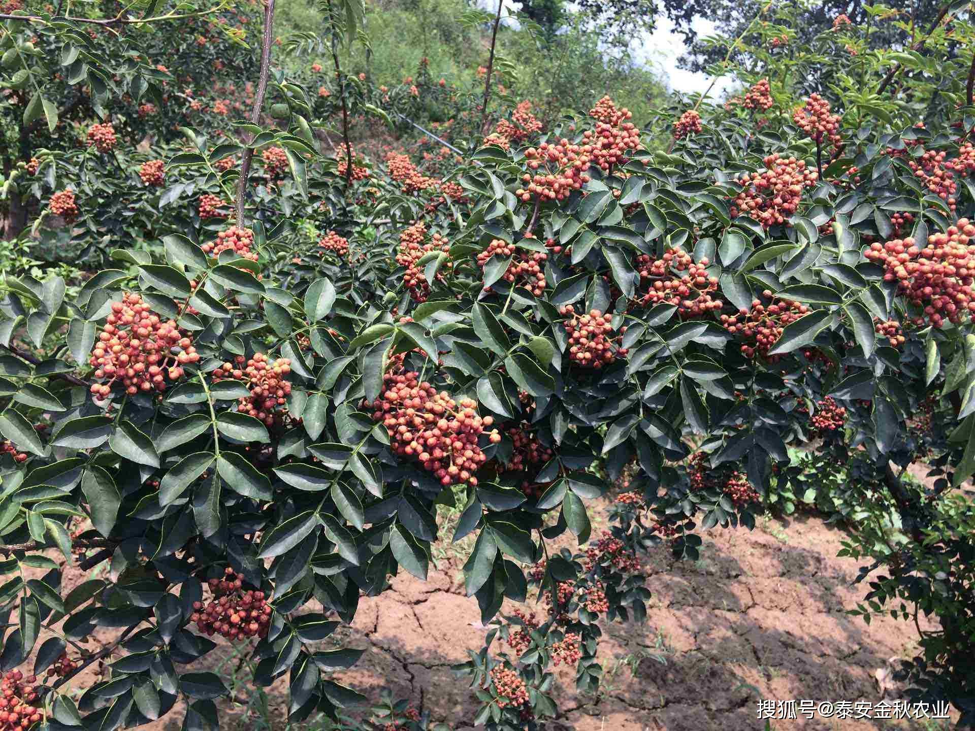 大紅袍花椒苗種子育苗技術_發芽率