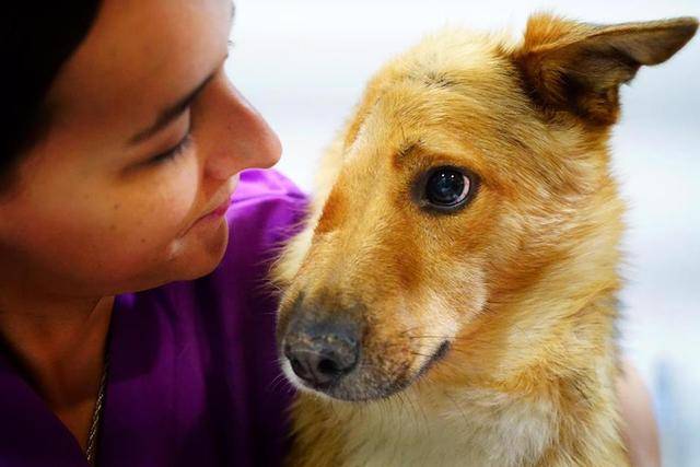 流浪狗被人用铁铲砍剩半张脸,暖男收养拒安乐,四处求医助它重生