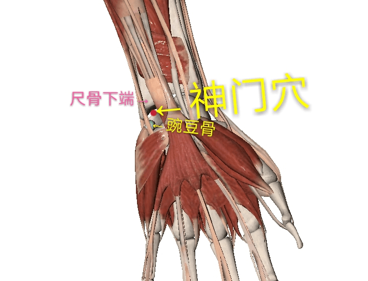 浅屈肌腱之间入关节内,相当于尺骨下端的关节盘与豌豆骨之间的位置上