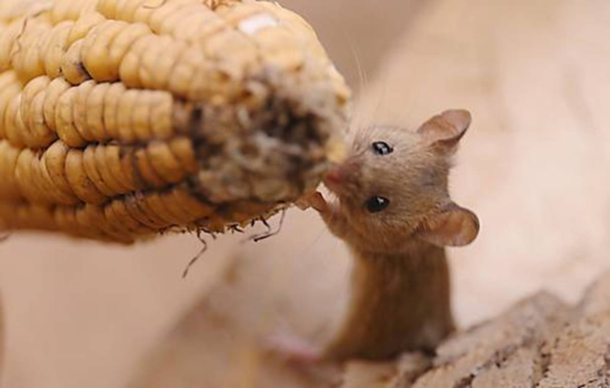 奇闻:只有一字之差,同为啮齿类动物的松鼠和老鼠,境遇完全不同_手机