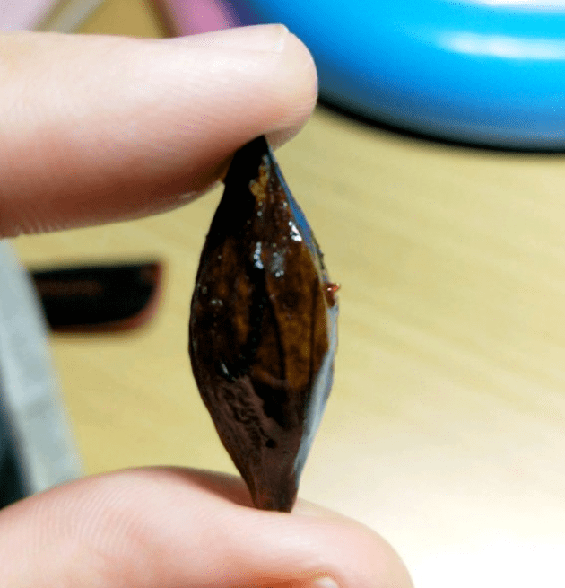 为了凑一条串，我把超市的橄榄菜都买回了家！