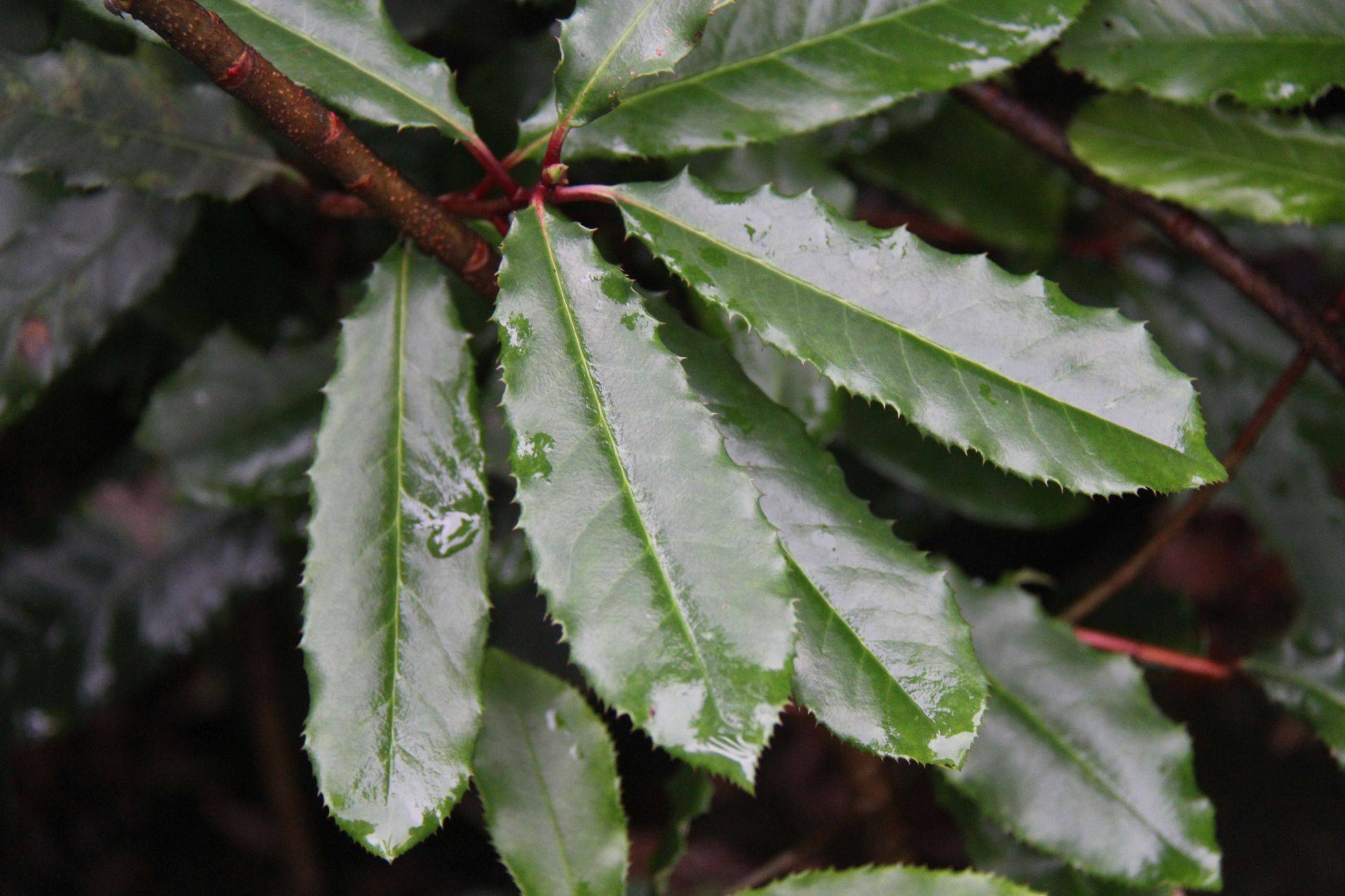 庆元植物1282-蔷薇科-石楠属-石楠