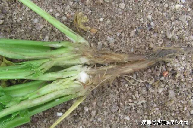 大棚蔬菜西芹根腐病用什么预防西芹软腐烂根病怎样处理抗重茬怎么用药