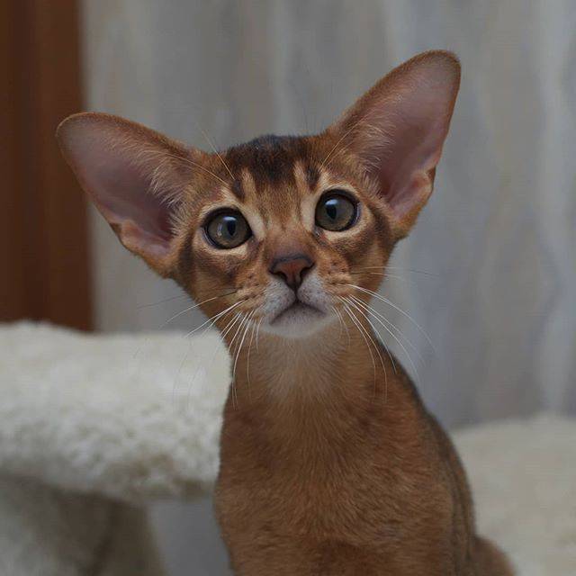 阿比西尼亚猫-搜狐大视野-搜狐新闻