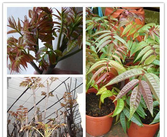 20块钱一斤的香椿芽,在花盆20天就能种出来,想吃随手摘