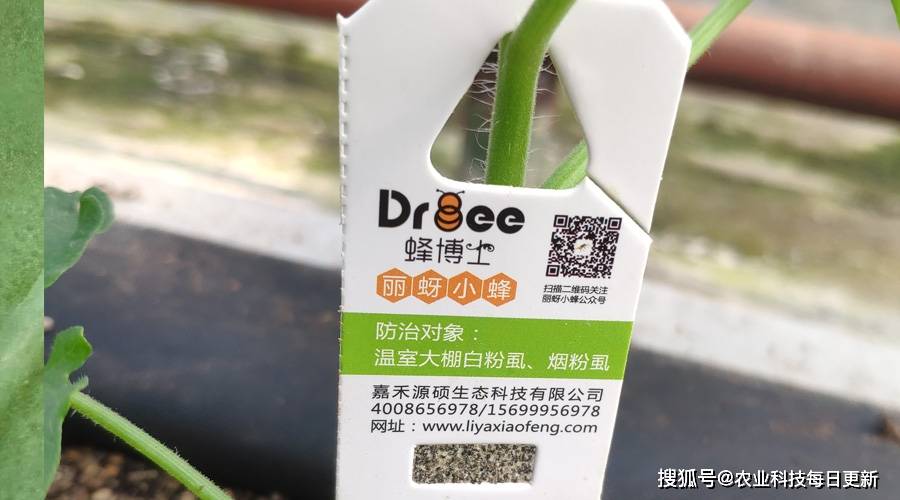 為了綠色有機番茄,麗蚜小蜂和熊蜂在努力_手機搜狐網