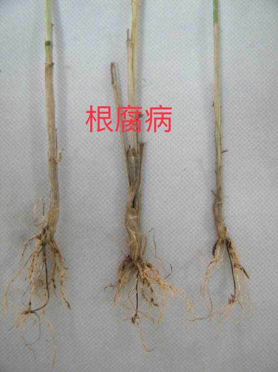 比如,小麦纹枯病,全蚀病,根腐病一定要通过拌种预防,否则,后期防治