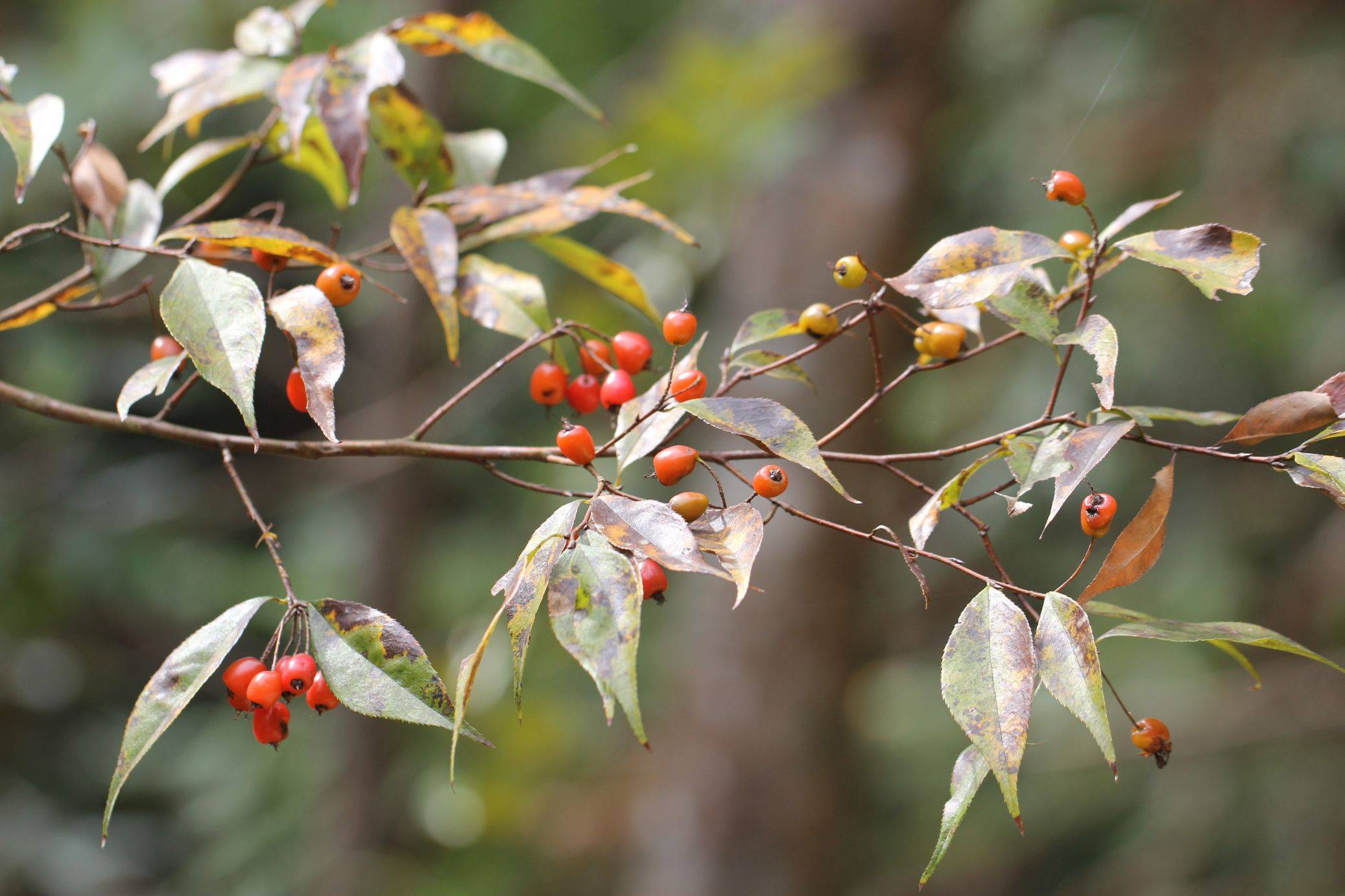 庆元植物1283-蔷薇科-石楠属-伞花石楠