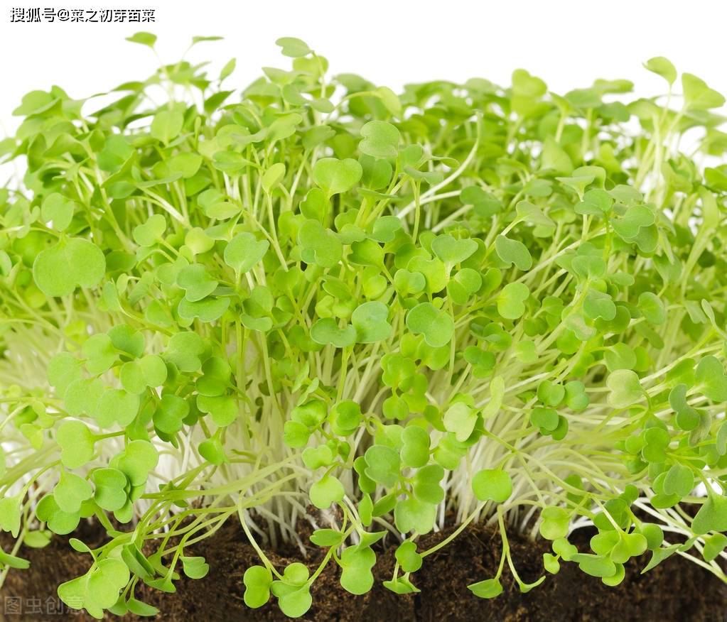 芝麻芽苗菜的培育方法