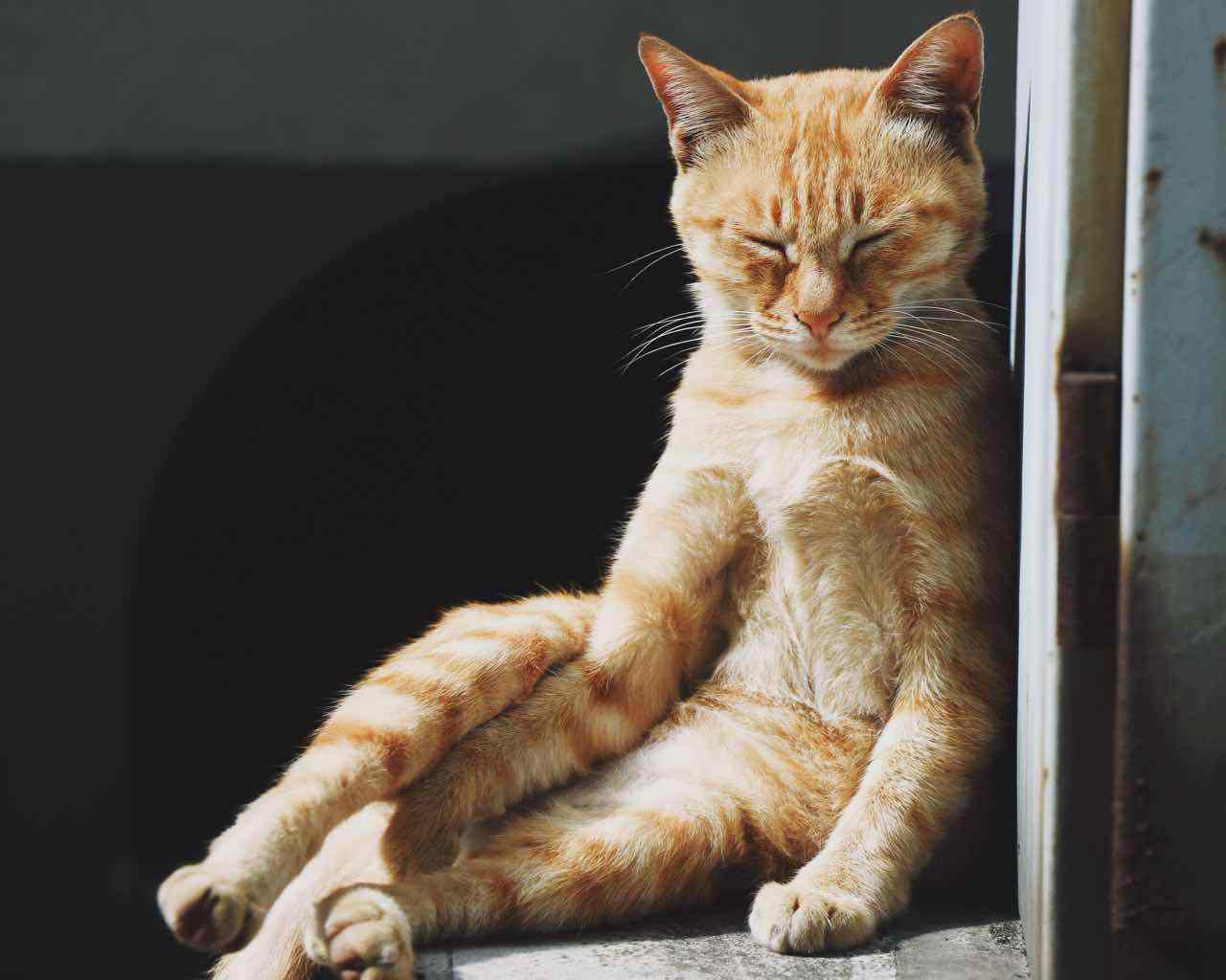 原创猫咪打瞌睡的时候有多萌