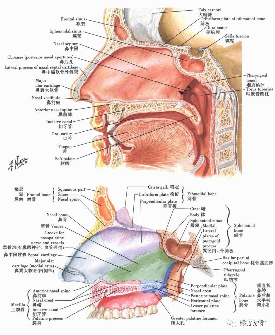 解剖:鼻,鼻腔,鼻竇