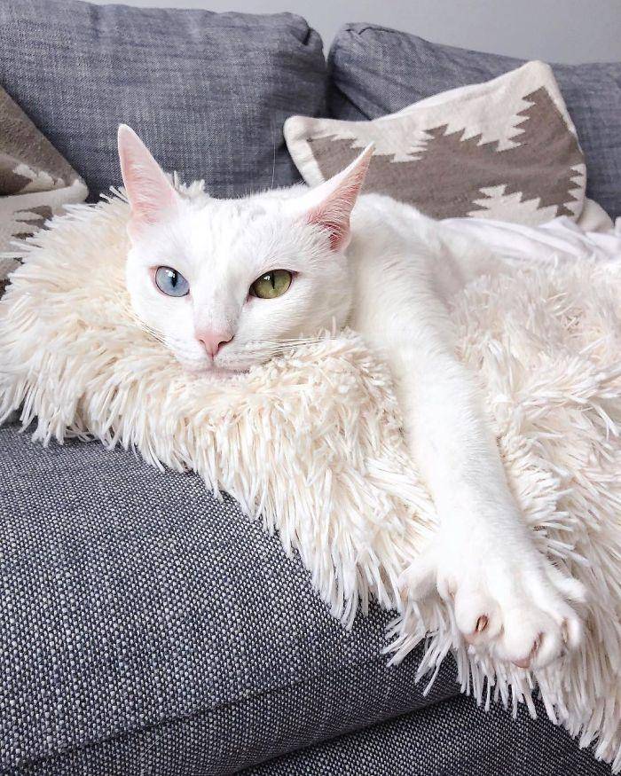 一只被遗弃的残疾双色瞳孔猫,被新主人收养后,摇身一变成网红