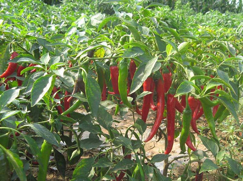 红丰九号辣椒种子
