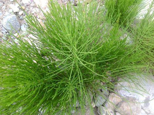 原创路边这野草扎人特别疼灾荒年的美味如今被人嫌弃