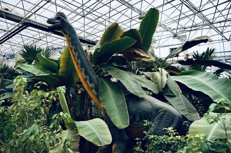 移步换景,又到侏罗纪主题的雨林区域. 突然冒出的恐龙很是带感哇.