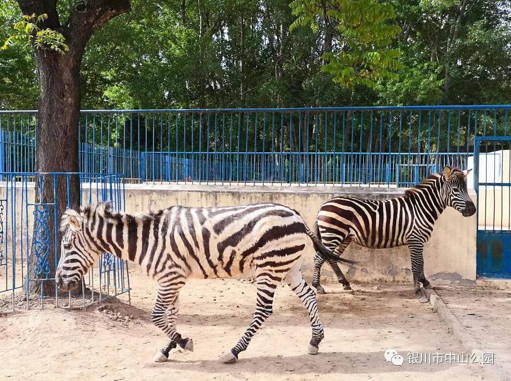 銀川中山公園動物園要搬遷幾代銀川人的回憶